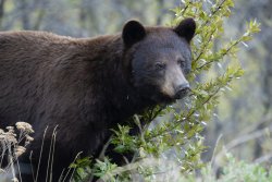 2024.5.30_73_Bear.2_X.jpg