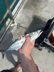 IMG_1298.jpeg