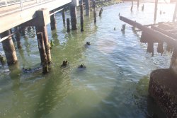 2024.8_Ferry Point Pier.28_Construction.jpg