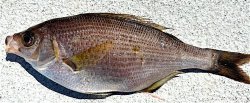 Perch.jpg