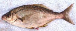 Sharpnose.Perch_MW2_2013_22.jpg