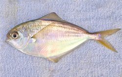 Butterfish_OBP_2013_3X.jpg