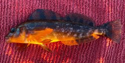 2024.8_Elephant Rock Pier.10_Kelp Greenling.X.jpg