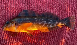 2024.8_Elephant Rock Pier.11_Kelp Greenling.X.jpg