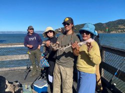 2024.8_Elephant Rock Pier.1_Leopard shark.jpg