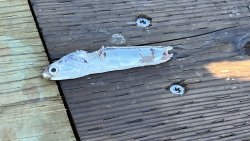 IMG_3825.jpeg
