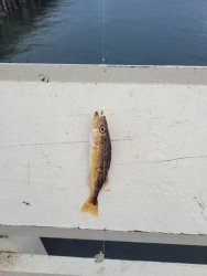 What Fish.jpg