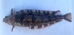 2024.10.26_Oceanside Harbor_Spotted Kelpfish.2.jpg