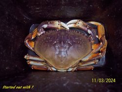 crab1.JPG
