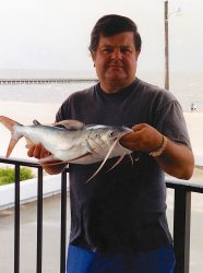 KJ_1992.6.30_Biloxi Miss_Gafftopsail Catfish.1.jpg