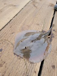 Round Ray.jpg