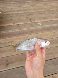 croaker.jpg