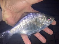 IMG_1010.jpeg