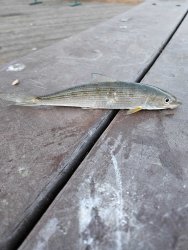 Fish.jpg