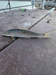 Fish2.jpg