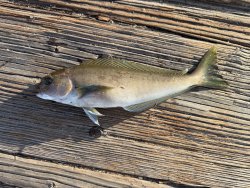 2025.4.8_GPP_Ocean whitefish.copy.jpg