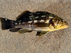 2025.4.8_Mole_Kelp Bass copy.jpg