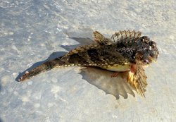 2025.4.11_Goleta Pier_Sculpin.1a.copy.jpg
