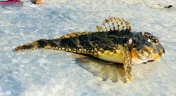 2025.4.11_Goleta Pier_Sculpin.1c.copy.jpg