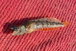 2025.4.11_Goleta Pier_Onespot fringehead.1a.copy.jpg