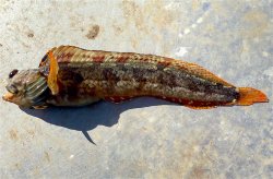 2025.4.11_Goleta Pier_Onespot fringehead.1d.copy.jpg