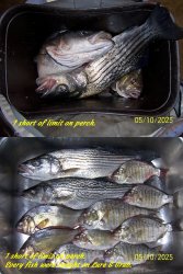 perch&striper.jpg