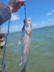 striper 5:12.jpg