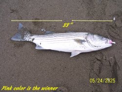 33 inch.JPG
