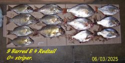 barred&redtails.JPG