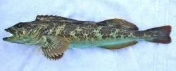 Lingcod_2016.9_Citizens.Dock_-scaled.jpg