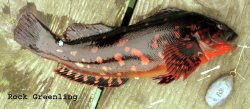 Rock_Greenling_Trinidad_Pier_10-15-06.jpg