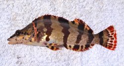 Painted.Greenling_MCGP_2015_8 copy.jpg