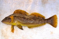 Brookings_2014_16_Kelp.Greenling copy.jpg