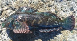 R.Greenling_S.Eureka.Jetty_2016.1 copy.jpg