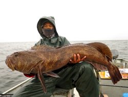 Lingcod_calaznfisher_Alaska_2014_2.jpg