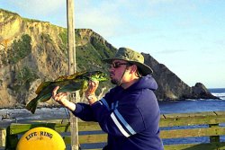 Lingcod_PAP_2006_Dan_1.jpg