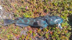 Lingcod1_CenCal_2013_shawny.jpg