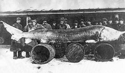 Huge Sturgeon.jpg