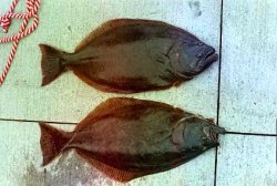 Balboa Pier_2003_R and L eyed Halibut.jpg