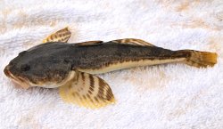 Staghorn.Sculpin_B.St_2014_3_X copy 2.jpg