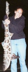 Leopard.Shark_Berkeley.P_2003_Lisa_Rider.1.jpg