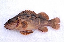 Brown.Rockfish_MBST_2013_2_2.jpg