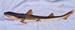 Brown Smoothhound.2.jpg