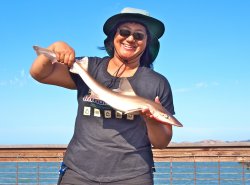 Brown Smoothhound Rita.jpg