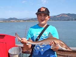 Brown Smoothhound_Marin_.jpg