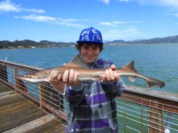 B.Smoothhound_MR&G_2013_Hans.Jr.1.jpg