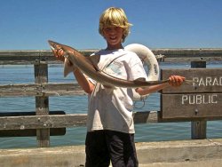B.Smoothhound_Paradise.P_2006_Minnow.1.jpg