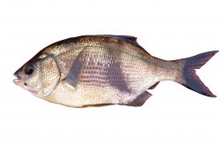 Pileperch.jpg