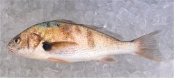 Spotfin Croaker_Oceanside Harbor Pier_2015.1.jpg