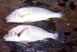 Croakers_SCP_2007_1a.jpg